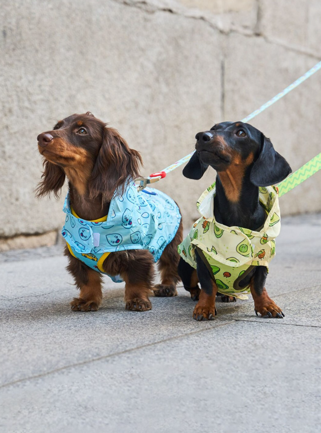 The Complete Guide to Dog Accessories for Everyday Life