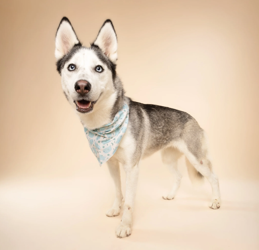 Dog Bandana – Blue Ghost Print, 100% Cotton, Tie-On, Double-Sided