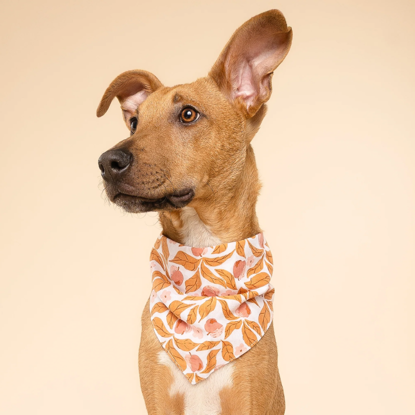 Dog Bandana – Apple Crisp Fall Print, 100% Cotton, Tie-On, Double-Sided
