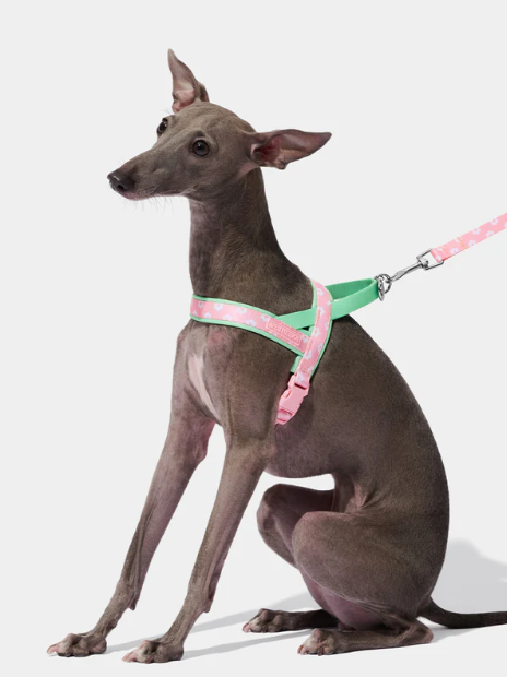 Pet Harness & Leash Set – Flora Print, Lightweight, XS–M