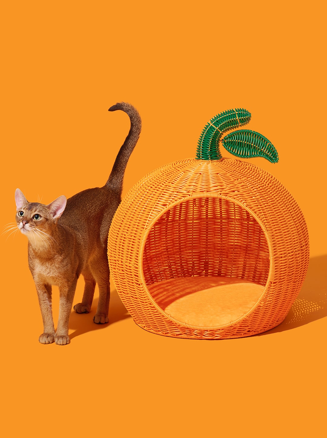 Rattan Cat and Small Dog Bed
