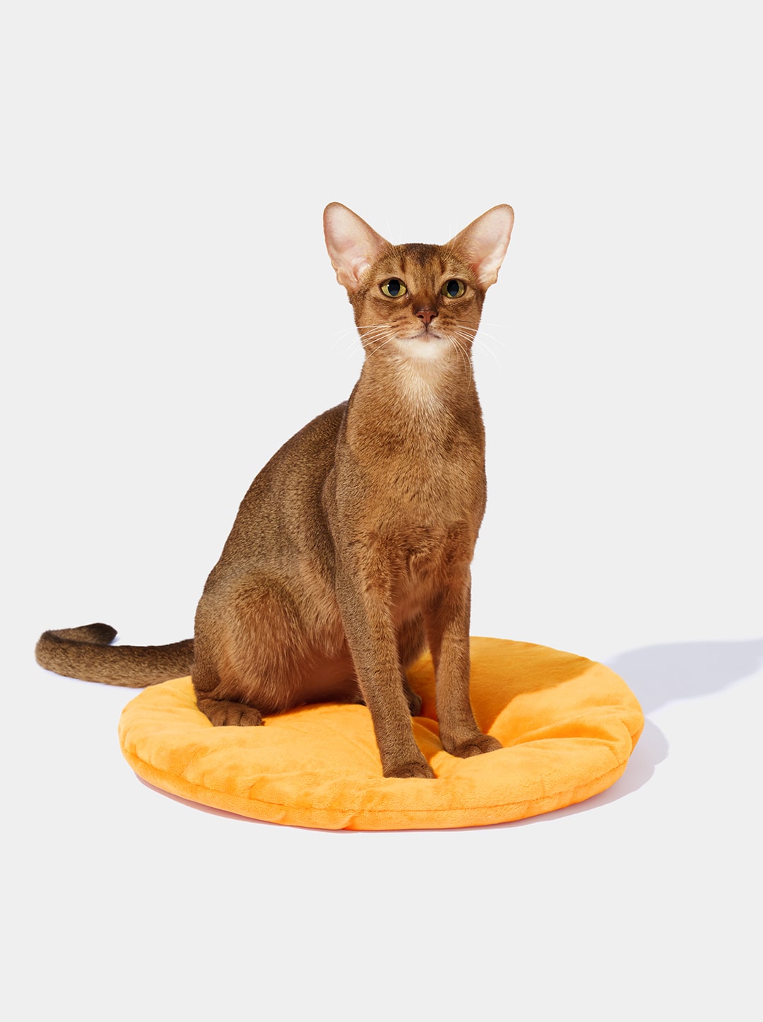Rattan Cat and Small Dog Bed