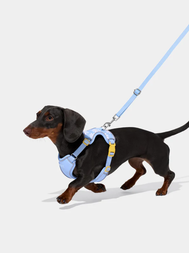 Pet Harness & Leash Set – Daisy Print, Mesh, Reflective, XXS–L